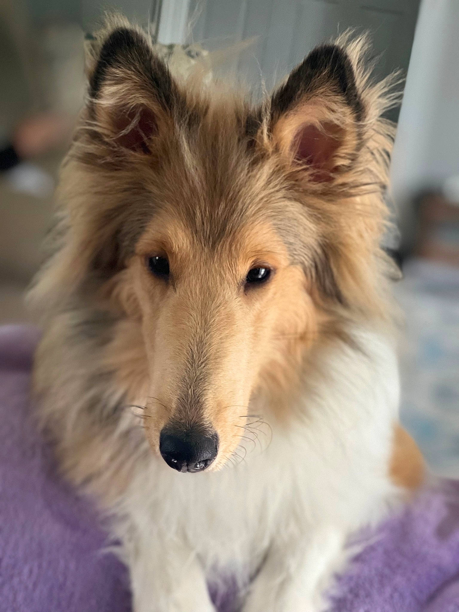 Kennedy is registered to the contest to win money with this photo: ancient_dog_breeds, carnivore, collie, companion_dog, dog, dog_breed, eye, fawn, fur, herding_dog, rough_collie, scotch_collie, shetland_sheepdog, snout, sporting_group, terrestrial_animal, whiskers, wildlife, working_animal, working_dog