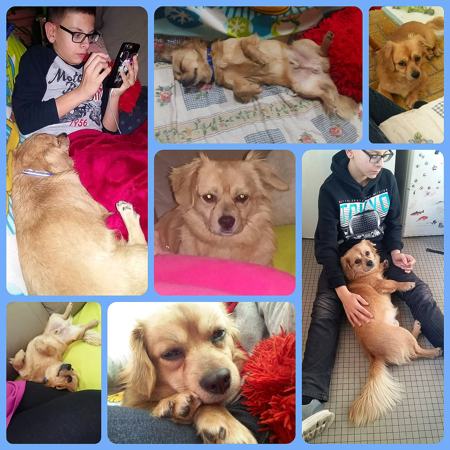 Tiago participe au concours pour gagner de l'argent avec cette photo : ancient_dog_breeds, art, canidae, carnivore, collage, companion_dog, dog, dog_breed, golden_retriever, labrador_retriever, paw, person, photography, puppy, puppy_love, retriever, sporting_group