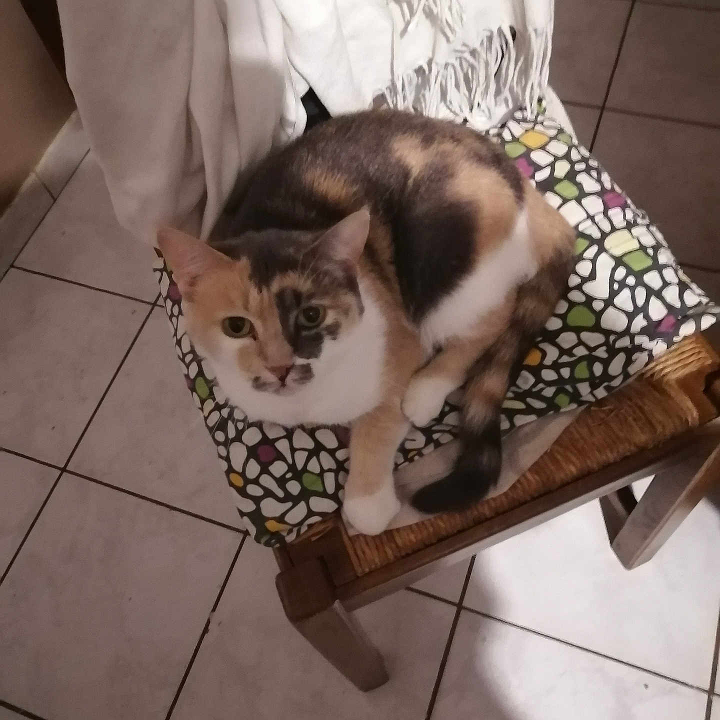 Minette a rejoint le concours — aidez-le/la à gagner de superbes lots ! animal, calico_cat, cat, chair, comfort, cushion, domestic_cat, feline, fur, household, indoor, looking_at_camera, multicolor, pet, relaxed, resting, seat, tile_floor, white_cloth, wooden_chair