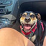 Nala participe au concours pour gagner de l'argent avec cette photo : dog, pet, car_interior, harness, panting, tongue_out, happy, black_and_tan, canine, seat, dashboard, person, legs, sunlight, closeup, animal, smiling, transport, indoor, leash