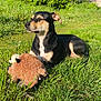 dog, grass, outdoor, sunlight, toy, stuffed_animal, pet, animal, nature, greenery, relaxing, daytime, canine, fur, mammal, leisure, playful, companion, summer, resting