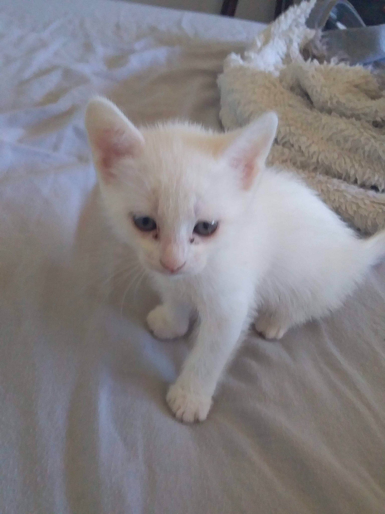 Nala a rejoint le concours — aidez-le/la à gagner de superbes lots ! beige, burmilla, carnivore, cat, domestic_short_haired_cat, fawn, felidae, fur, khao_manee, kitten, paw, small_to_medium_sized_cats, turkish_angora, vertebrate, whiskers