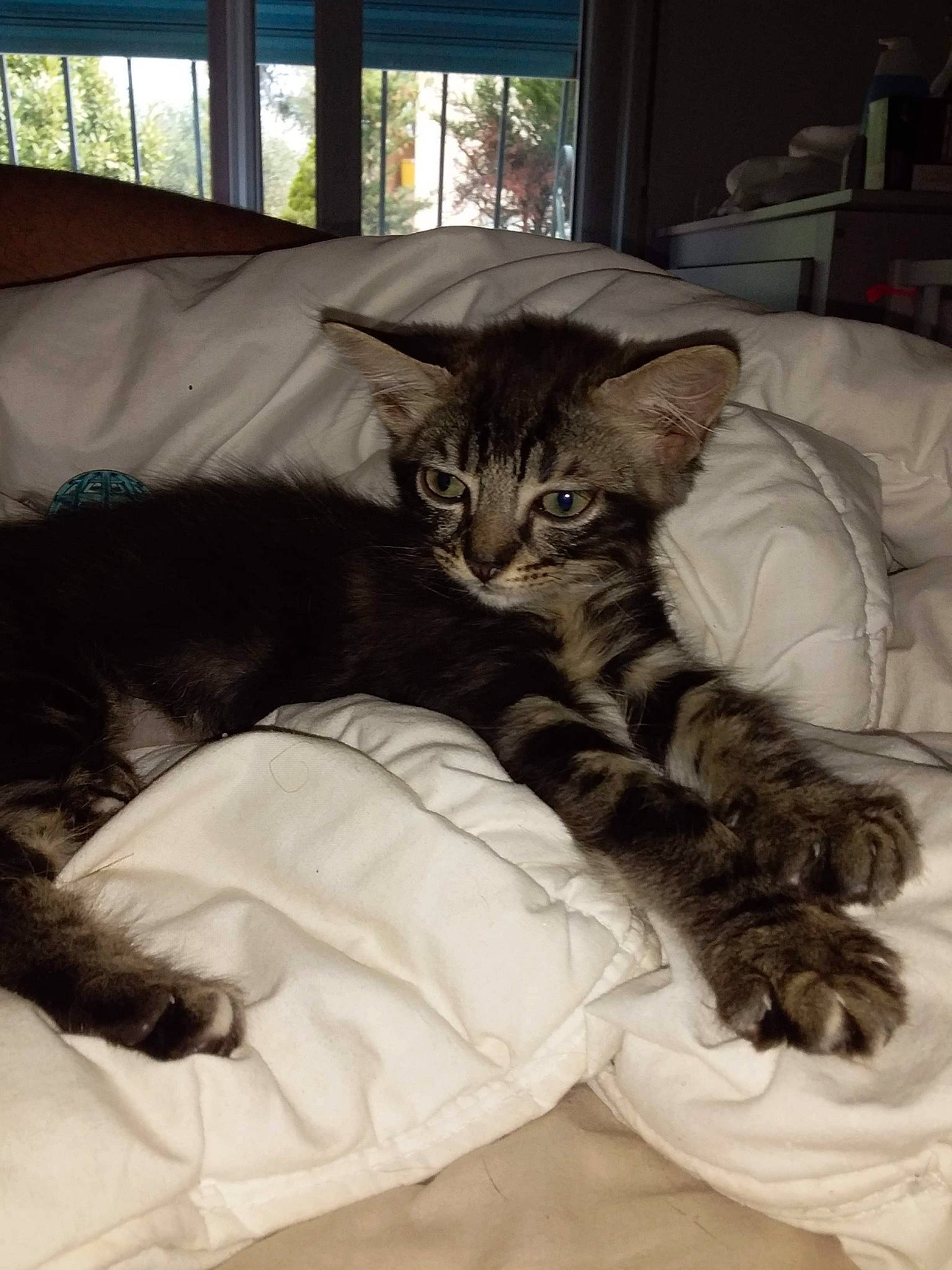 Fripouille a rejoint le concours — aidez-le/la à gagner de superbes lots ! carnivore, cat, comfort, daylighting, felidae, fur, linens, living_room, mammal, pet_supply, small_to_medium_sized_cats, tail, terrestrial_animal, vertebrate, whiskers