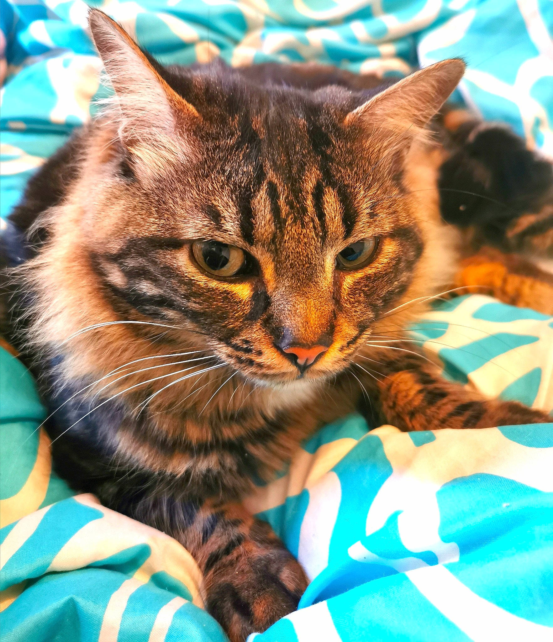 Fripouille a rejoint le concours — aidez-le/la à gagner de superbes lots ! aqua, carnivore, cat, comfort, domestic_short_haired_cat, felidae, fur, kitten, linens, orange, small_to_medium_sized_cats, snout, tabby_cat, teal, terrestrial_animal, toe, turquoise, vertebrate, whiskers