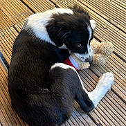 Baïka a rejoint le concours — aidez-le/la à gagner de superbes lots ! animal, black_and_white, cute, dog, domestic_animal, fur, laying_down, looking_back, outdoor, paw, pet, pet_toy, playful, plush_toy, puppy, sunlight, tail, toy, wooden_deck, young_dog