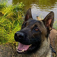 Raghnar participe au concours pour gagner de l'argent avec cette photo : dog, canine, wet_fur, happy, smiling, tongue_out, ears_up, outdoor, nature, grass, pond, water, animal, pet, close_up, summer, daylight, muzzle, brown_fur, leash