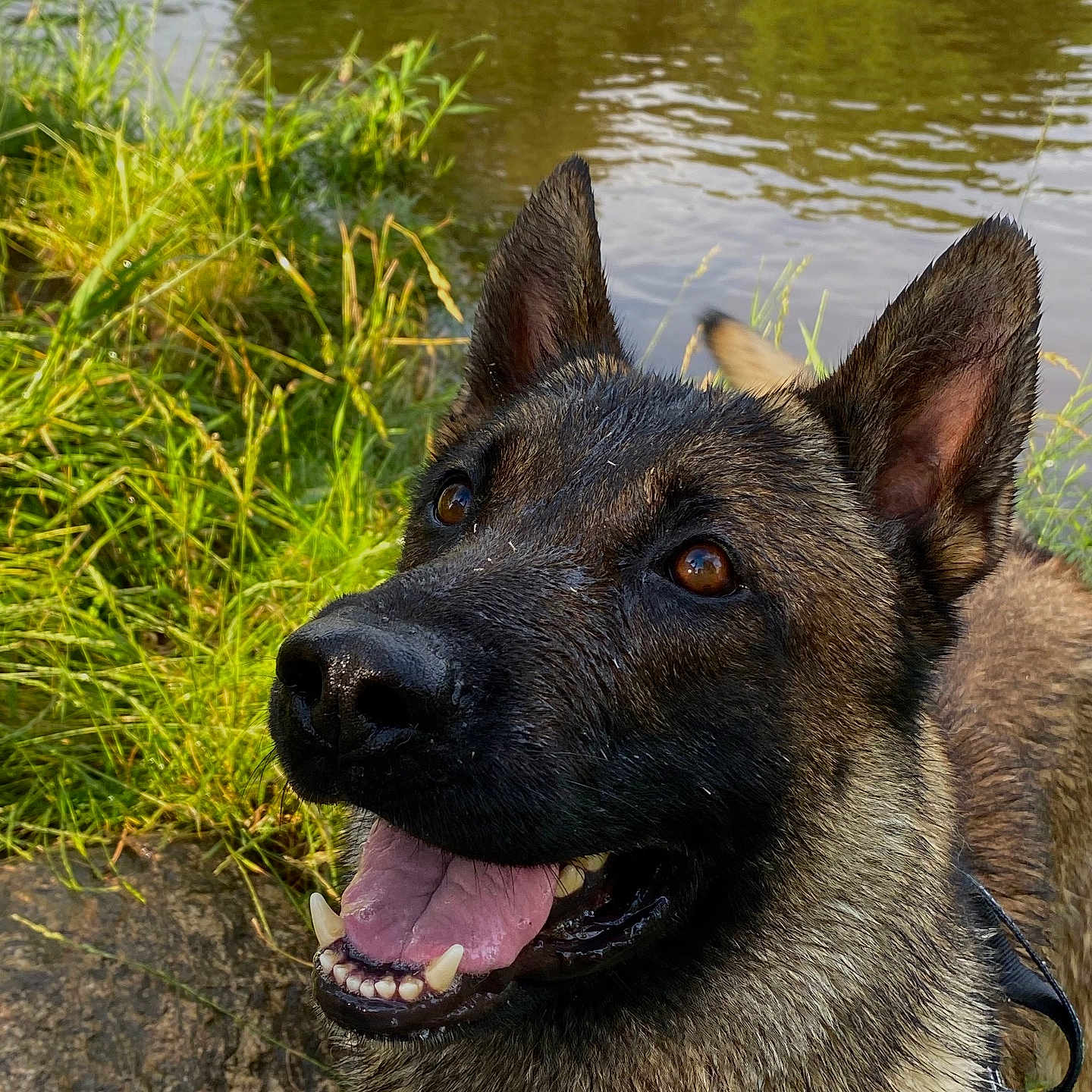 Raghnar participe au concours pour gagner de l'argent avec cette photo : animal, brown_fur, canine, close_up, daylight, dog, ears_up, grass, happy, leash, muzzle, nature, outdoor, pet, pond, smiling, summer, tongue_out, water, wet_fur