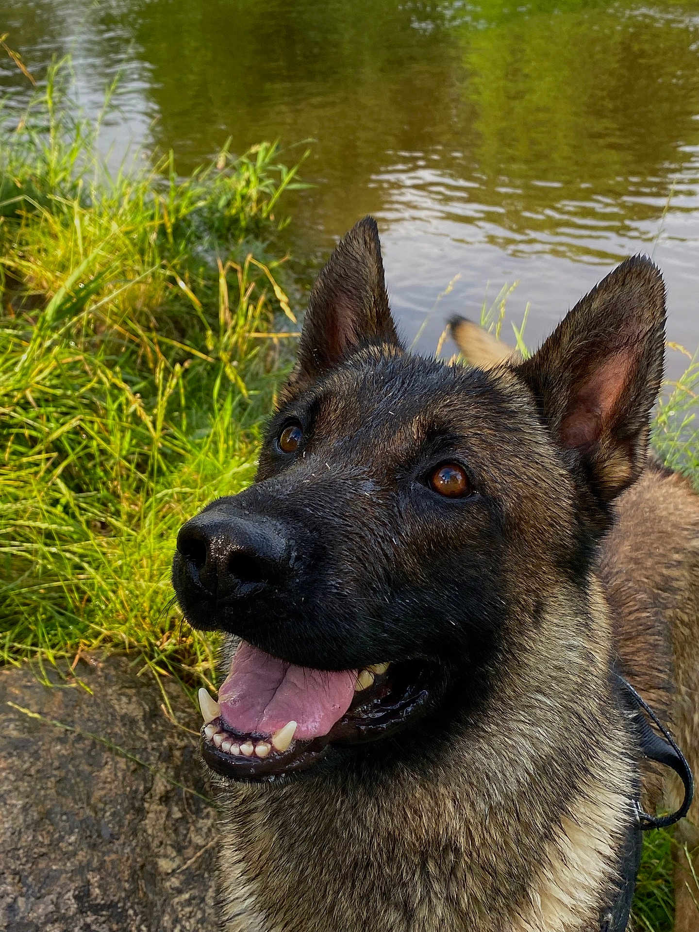 Raghnar participe au concours pour gagner de l'argent avec cette photo : dog, canine, wet_fur, happy, smiling, tongue_out, ears_up, outdoor, nature, grass, pond, water, animal, pet, close_up, summer, daylight, muzzle, brown_fur, leash