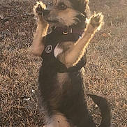 Freya is registered to the contest to win money with this photo: dog, small_dog, standing, hind_legs, raised_paws, harness, outdoors, grass, dry_grass, sunlight, fence, chain_link_fence, pet, animal, cute, brown, black, tail, ears, side_view