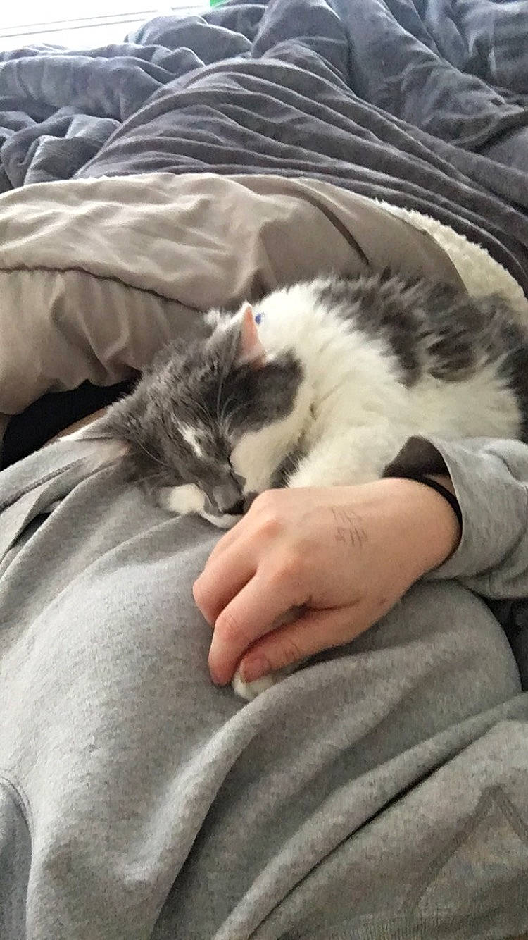 Joseph is registered to the contest to win money with this photo: carnivore, cat, comfort, domestic_long_haired_cat, domestic_short_haired_cat, felidae, fur, kitten, nap, norwegian_forest_cat, ragdoll, sleep, small_to_medium_sized_cats, whiskers