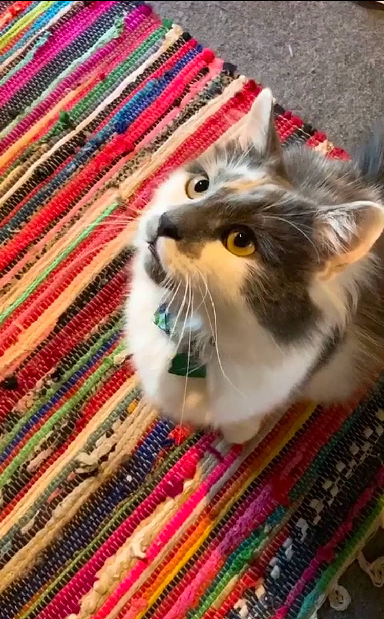 Joseph is registered to the contest to win money with this photo: aegean_cat, american_curl, asian, carnivore, cat, european_shorthair, fawn, felidae, fur, kitten, norwegian_forest_cat, ragamuffin, ragdoll, small_to_medium_sized_cats, textile, whiskers