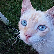 Snowflake is registered to the contest to win money with this photo: alert, animal, blue_eyes, cat, closeup, cream_fur, ears, face, feline, garden, grass, nature, outdoor, paw, pet, photography, portrait, staring, whiskers, white_fur