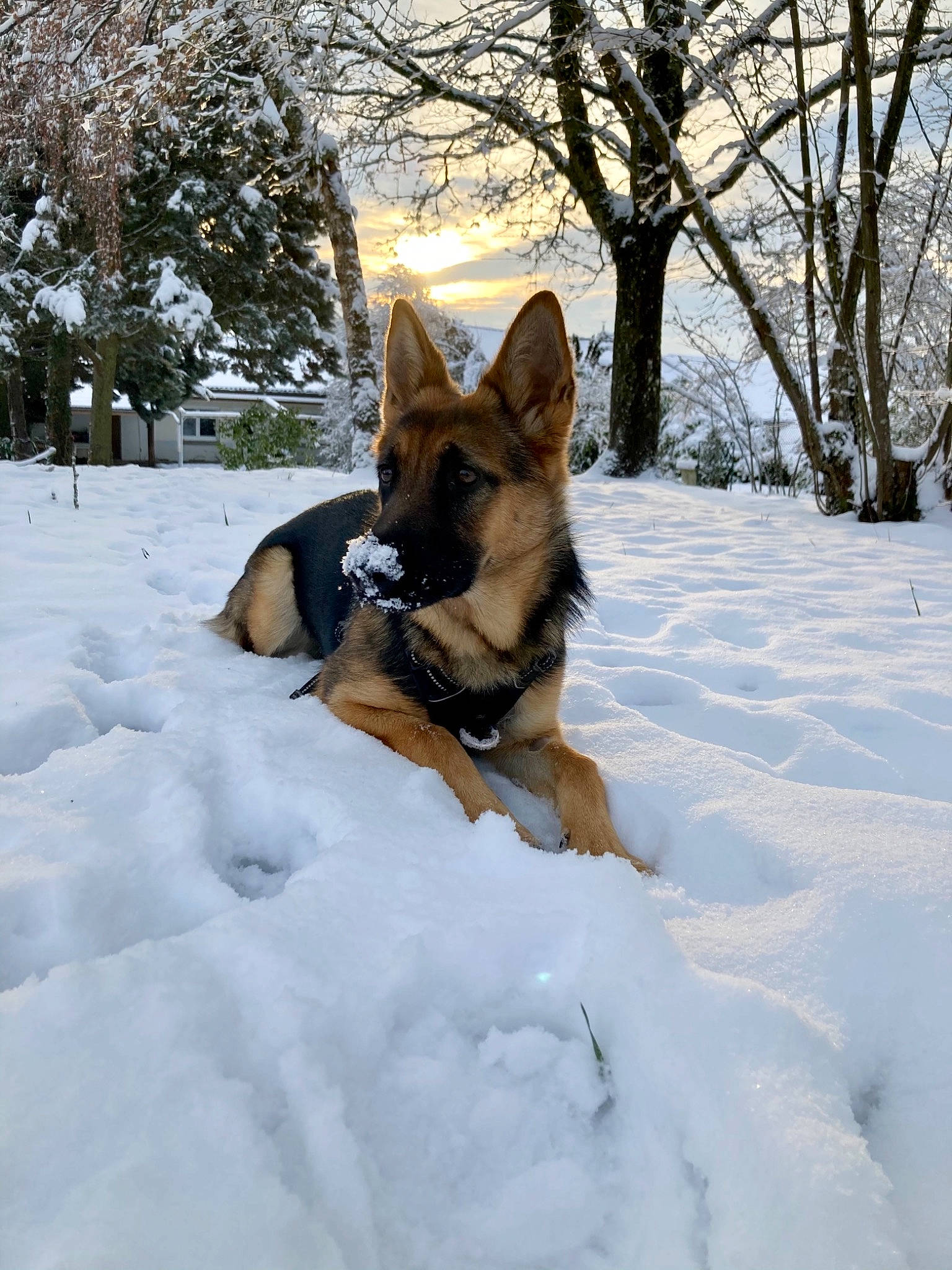 Ria a rejoint le concours — aidez-le/la à gagner de superbes lots ! branch, canidae, carnivore, dog, dog_breed, fawn, freezing, german_shepherd_dog, herding_dog, king_shepherd, mammal, old_german_shepherd_dog, police_dog, precipitation, snout, snow, sporting_group, trunk, twig, winter