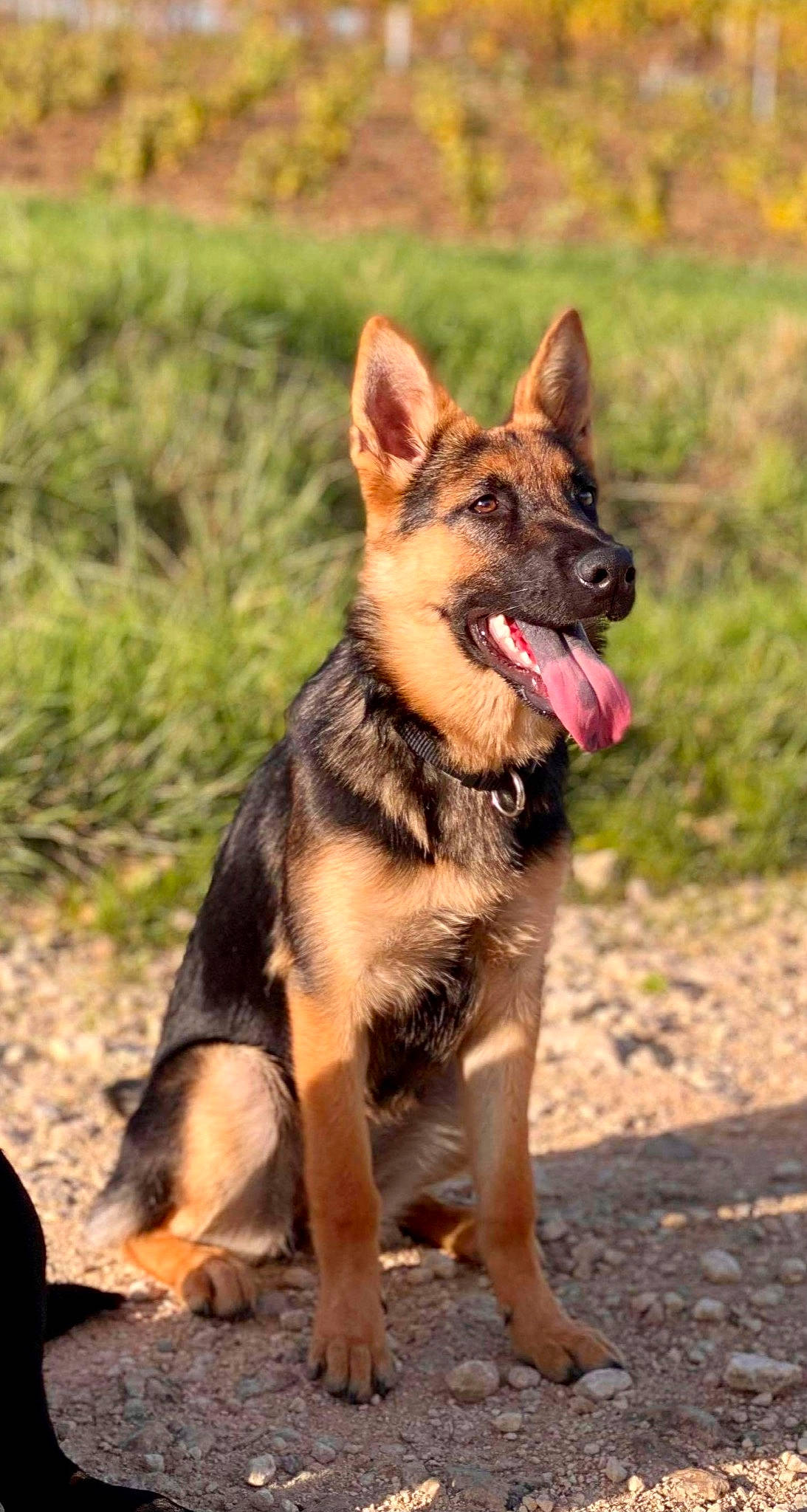 Ria participe au concours pour gagner de l'argent avec cette photo : canidae, carnivore, collar, dog, dog_breed, dog_supply, fawn, foot, german_shepherd_dog, guard_dog, herding_dog, hunting_dog, king_shepherd, old_german_shepherd_dog, police_dog, snout, sporting_group, tongue, working_animal, working_dog