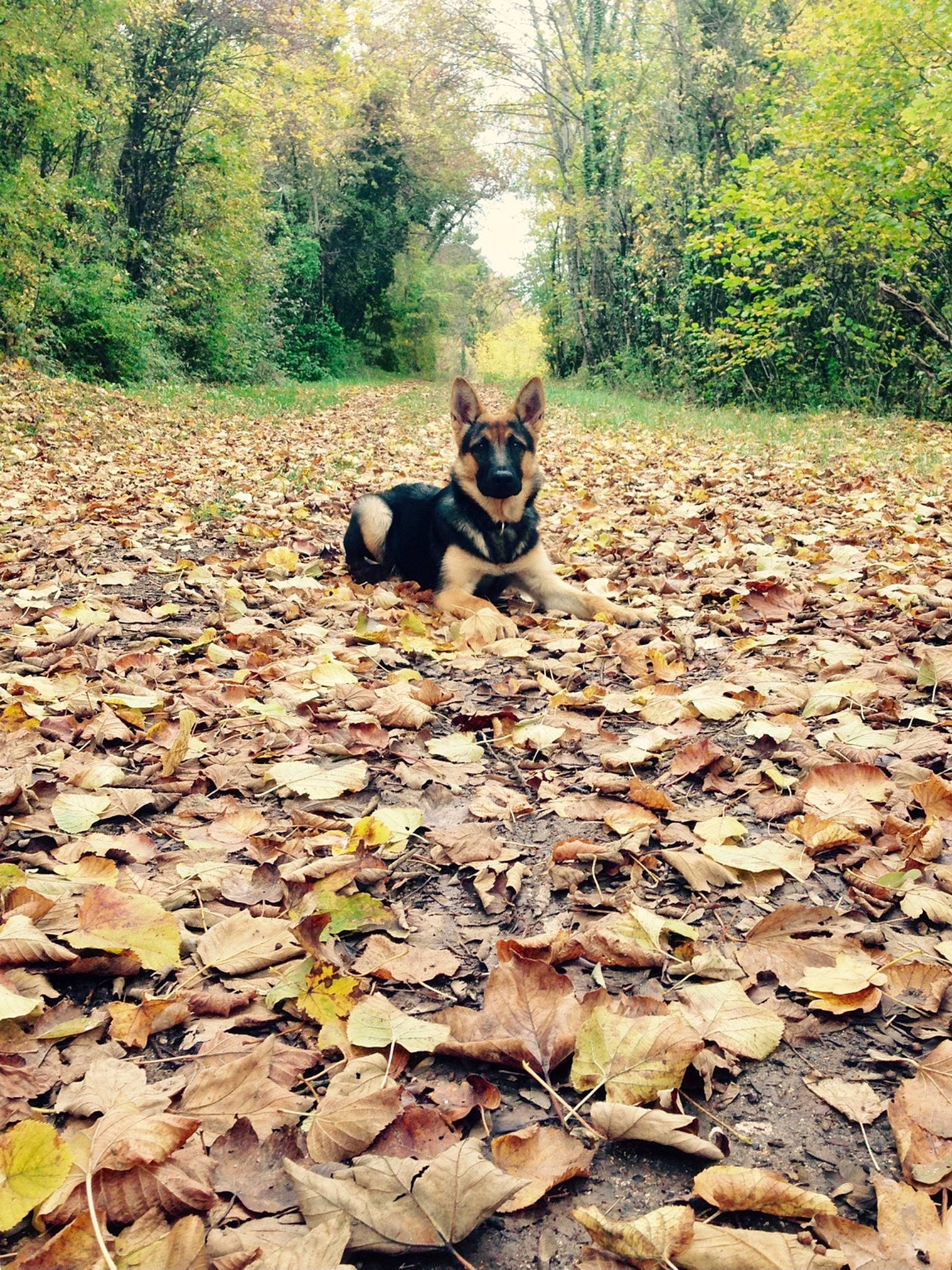 Ria participe au concours pour gagner de l'argent avec cette photo : autumn, canidae, carnivore, deciduous, dog, dog_breed, leaf, mammal, tail, woodland, working_dog