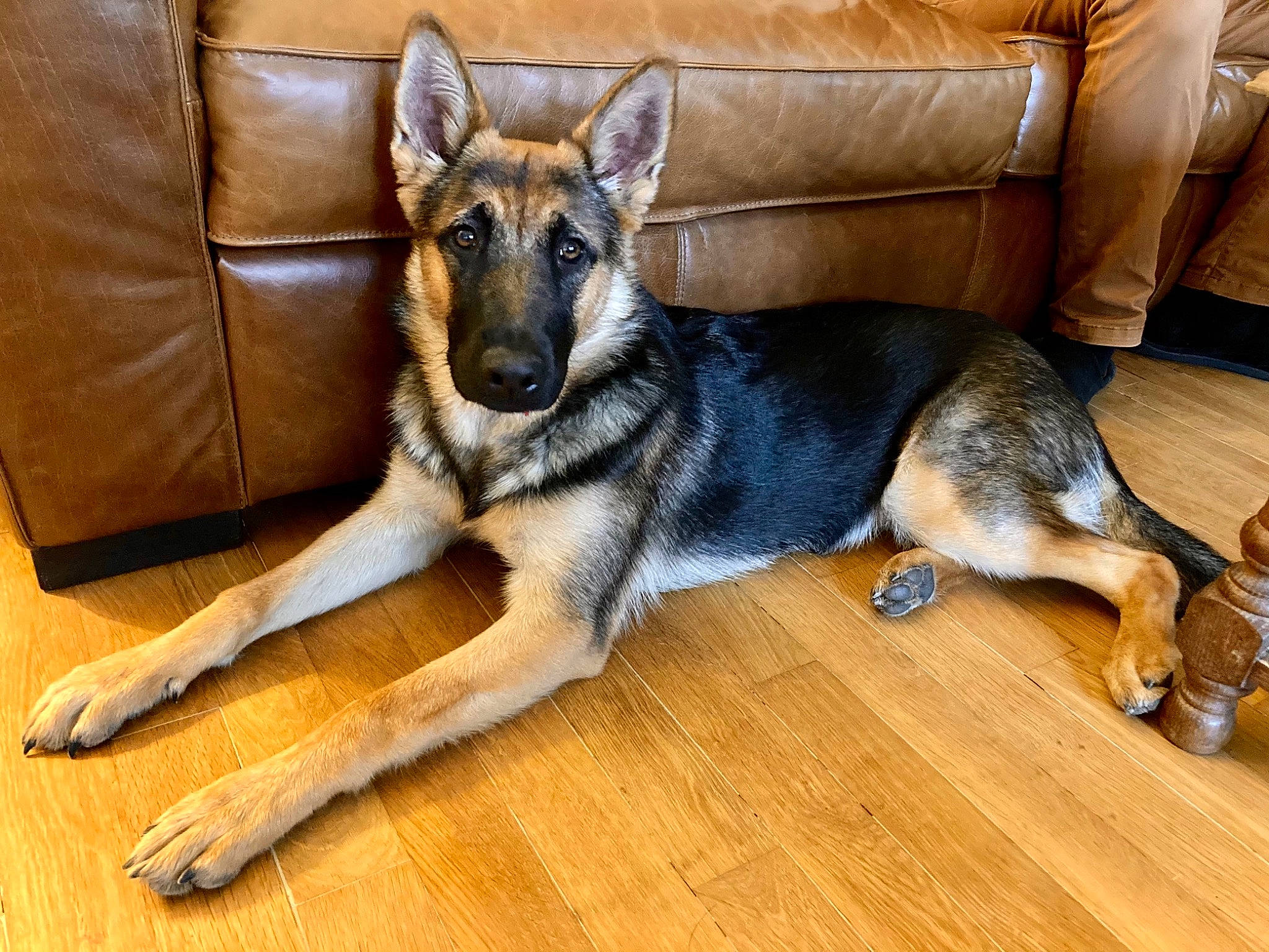 Ria a rejoint le concours — aidez-le/la à gagner de superbes lots ! brown, canidae, carnivore, couch, dog, dog_breed, dog_supply, fawn, floor, flooring, fur, hardwood, laminate_flooring, plywood, snout, tan, vertebrate, wood, wood_flooring, wood_stain