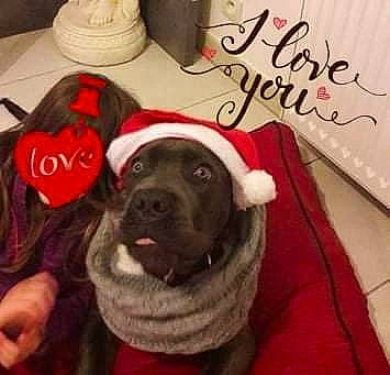 Mustang participe au concours pour gagner de l'argent avec cette photo : baseball_cap, cap, carmine, carnivore, cloud, comfort, companion_dog, dog, dog_breed, fashion_accessory, font, fur, happy, hat, linens, selfie, snout, sporting_group, t_shirt, textile