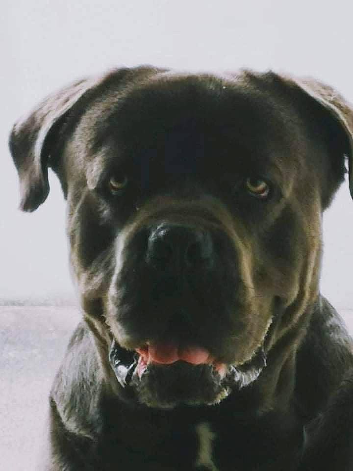 Mustang a rejoint le concours — aidez-le/la à gagner de superbes lots ! borador, canidae, carnivore, collar, companion_dog, dog, dog_breed, dog_collar, electric_blue, fawn, fur, guard_dog, non_sporting_group, puppy, snout, sporting_group, terrestrial_animal, whiskers, working_animal, working_dog