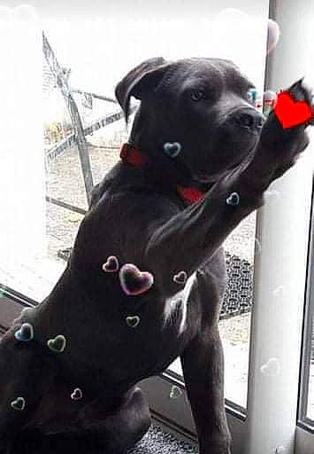 Mustang participe au concours pour gagner de l'argent avec cette photo : borador, canidae, carnivore, collar, companion_dog, dog, dog_breed, dog_collar, dog_supply, fawn, grey, guard_dog, gun_dog, metal, non_sporting_group, pet_supply, snout, sporting_group, whiskers, working_animal