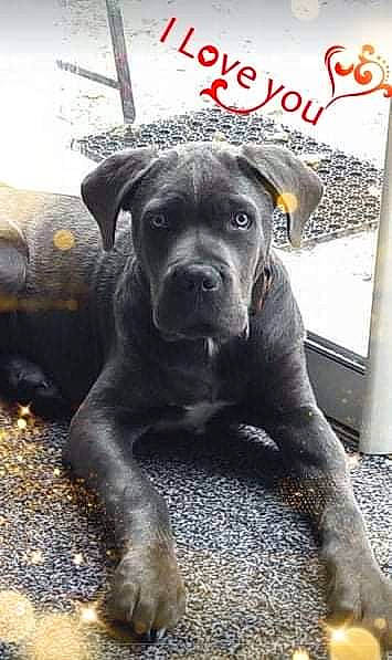 Mustang a rejoint le concours — aidez-le/la à gagner de superbes lots ! ancient_dog_breeds, art, canidae, carnivore, companion_dog, dog, dog_breed, fawn, guard_dog, molosser, non_sporting_group, puppy, snout, sporting_group, terrestrial_animal, vertebrate, whiskers, working_animal, working_dog, wrinkle