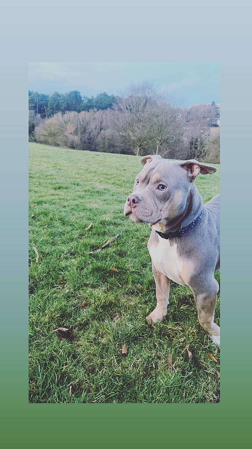 Blitz is registered to the contest to win money with this photo: carnivore, collar, companion_dog, dog, dog_breed, dog_collar, fawn, grass, grassland, landscape, pasture, pet_supply, plant, sky, sporting_group, tail, terrestrial_animal, tree, whiskers, working_animal