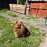 Simba participe au concours pour gagner de l'argent avec cette photo : animal, backyard, brown_dog, canine, cute, daylight, dog, fence, fluffy_dog, fur, garden, grass, mammal, nature, outdoor, pet, shed, small_dog, sunny, wooden_fence