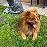 Simba a rejoint le concours — aidez-le/la à gagner de superbes lots ! animal, backyard, brick_wall, brown_fur, canine, chair, dog, fluffy, fur, grass, greenery, happy, nature, outdoor, pavement, pet, plastic_cover, pomeranian, resting, tongue_out
