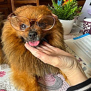 Simba participe au concours pour gagner de l'argent avec cette photo : brown_fur, close_up, cozy, cup, cute, dog, domestic_animal, face, flower_pot, flowers, furniture, glasses, hand, indoor, pet, playing, portrait, table, tablecloth, tongue