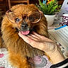 brown_fur, close_up, cozy, cup, cute, dog, domestic_animal, face, flower_pot, flowers, furniture, glasses, hand, indoor, pet, playing, portrait, table, tablecloth, tongue