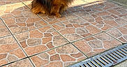 Simba a rejoint le concours — aidez-le/la à gagner de superbes lots ! animal, brick_wall, canine, container, cute, daylight, dog, domestic_animal, door, fur, outdoor, patio, pet, pomeranian, shadow, sitting, small_dog, sunlight, tile_floor, trash_bin