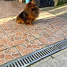 animal, brick_wall, canine, container, cute, daylight, dog, domestic_animal, door, fur, outdoor, patio, pet, pomeranian, shadow, sitting, small_dog, sunlight, tile_floor, trash_bin