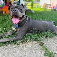 Monkey joined the competition — help win amazing prizes! dog, gray_dog, pet, grass, outdoor, happy, tongue_out, collar, name_tag, backyard, sunny, concrete, toys, playground, canine, animal, resting, summer, nature, friendly