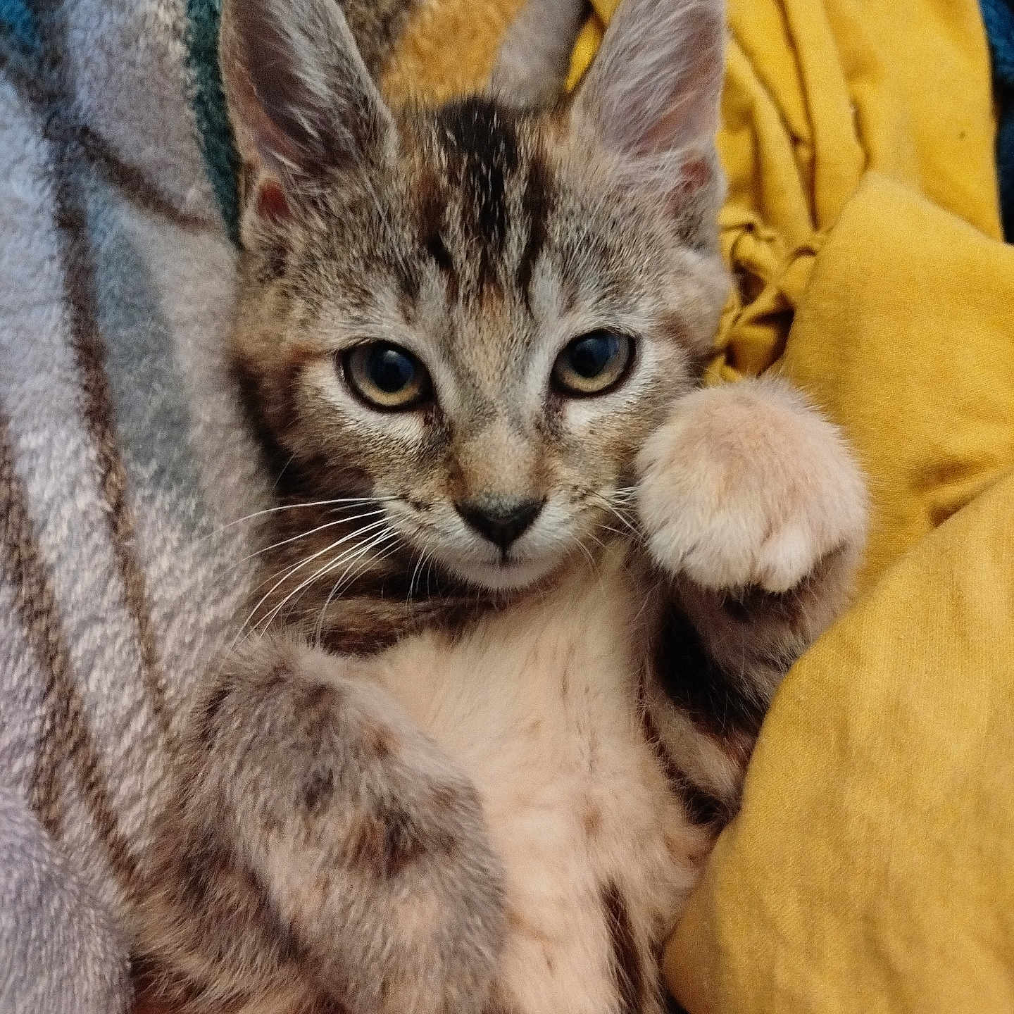 Yuna a rejoint le concours — aidez-le/la à gagner de superbes lots ! abyssinian, animal, blanket, cat, kitten, manx, ocelot, pet, siamese