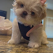 Miley Mae joined the competition — help win amazing prizes! adorable, animal, bow, closeup, companion, curious, cute, cute_pet, dog, domestic, fluffy, fur, granite_countertop, harness, head_tilt, indoor, pet, puppy, small_dog, young_dog