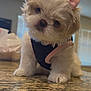 adorable, animal, bow, closeup, companion, curious, cute, cute_pet, dog, domestic, fluffy, fur, granite_countertop, harness, head_tilt, indoor, pet, puppy, small_dog, young_dog