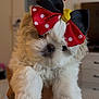 Miley Mae joined the competition — help win amazing prizes! adorable, animal, bow, close_up, cute, cute_pet, dog, domestic_animal, face, fluffy, furry, hand, indoor, pet, polka_dot, portrait, puppy, small_dog, white_fur, young_dog