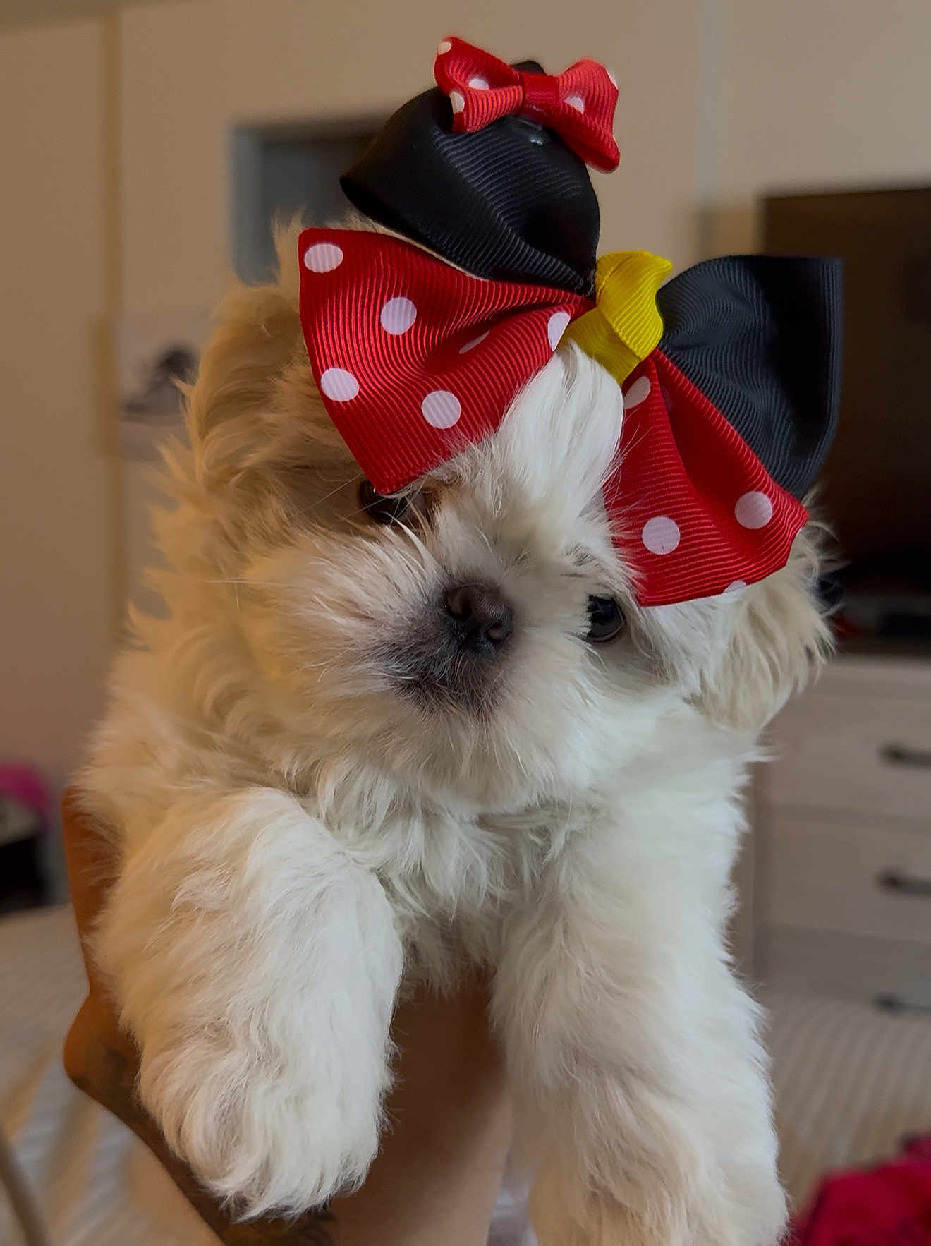 Miley Mae