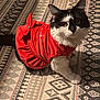 cat, black_and_white, pet, animal, indoor, red_dress, patterned_rug, curious, sitting, feline, whiskers, ears, fur, home, floor, cute, costume, adorable, looking_up, domestic_cat