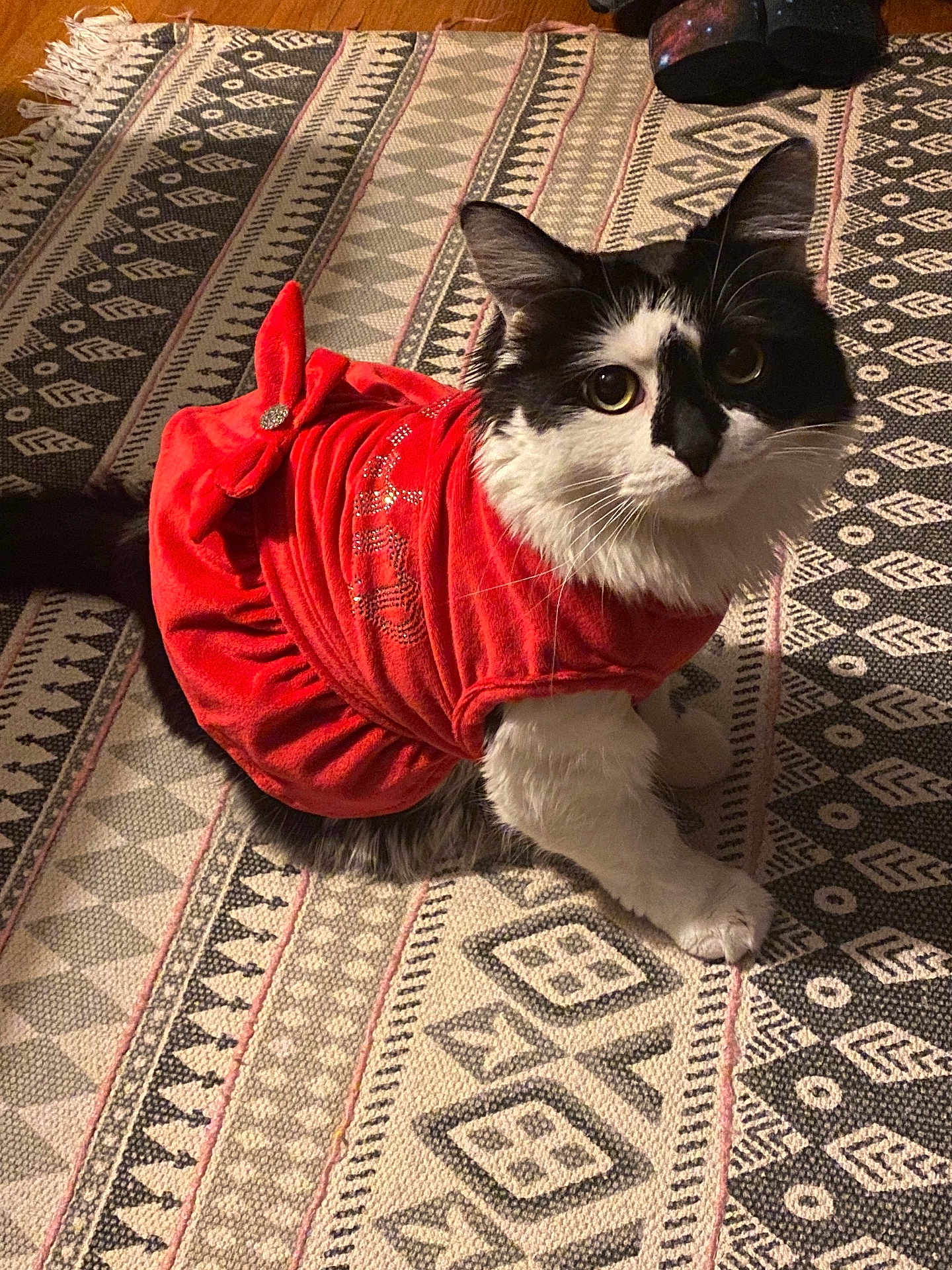Cosmo is registered to the contest to win money with this photo: cat, black_and_white, pet, animal, indoor, red_dress, patterned_rug, curious, sitting, feline, whiskers, ears, fur, home, floor, cute, costume, adorable, looking_up, domestic_cat