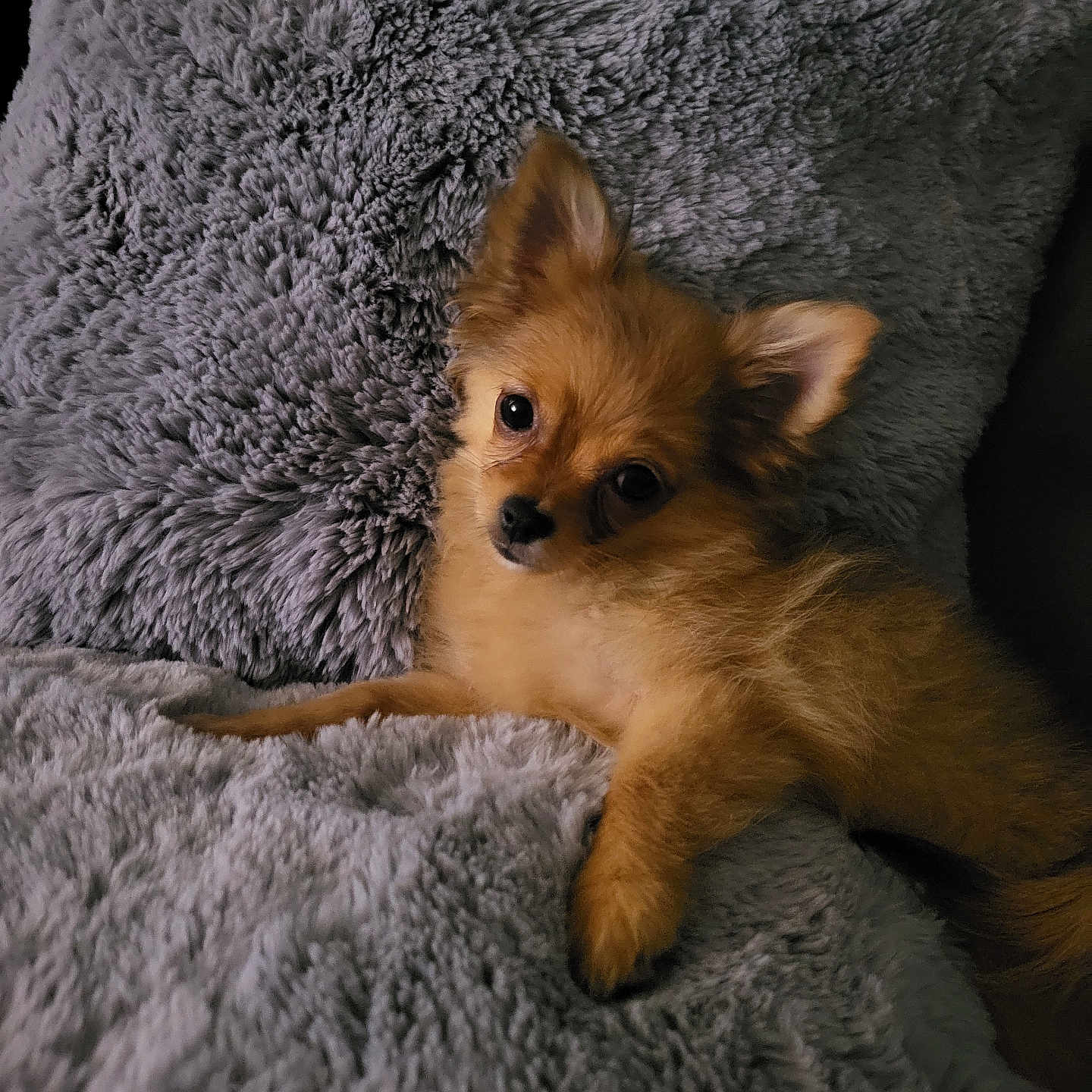 Yuna participe au concours pour gagner de l'argent avec cette photo : animal, blanket, brown, companion, couch, cozy, cute, dog, fluffy, fur, home, indoor, looking, pet, pillow, puppy, relaxed, resting, small_dog, soft