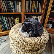 Roméo a rejoint le concours — aidez-le/la à gagner de superbes lots ! animal, black_and_white, books, bookshelf, cat, cozy, cute, domestic, floor, fluffy, furniture, home, indoor, ottoman, pet, relaxing, resting, straw, wooden, woven