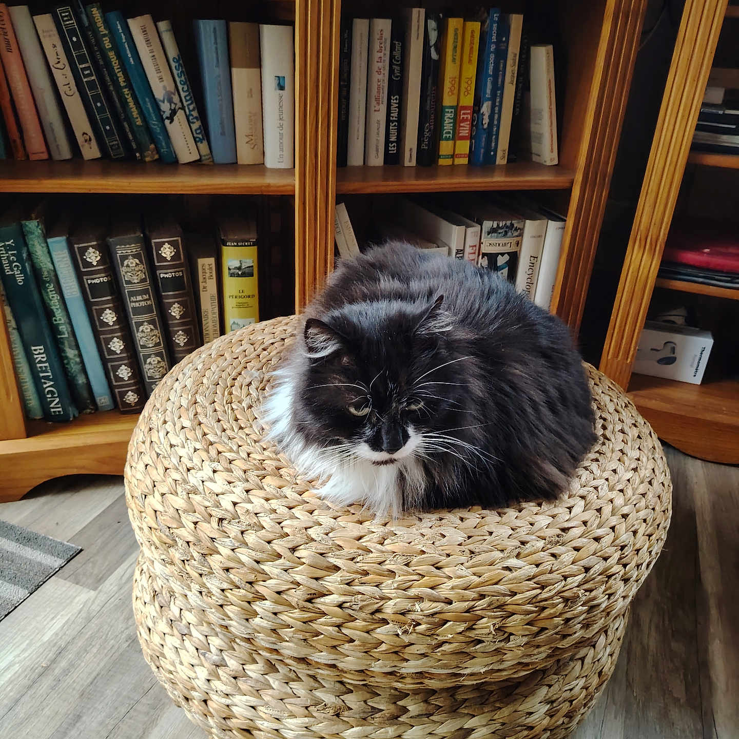 Roméo a rejoint le concours — aidez-le/la à gagner de superbes lots ! animal, black_and_white, books, bookshelf, cat, cozy, cute, domestic, floor, fluffy, furniture, home, indoor, ottoman, pet, relaxing, resting, straw, wooden, woven