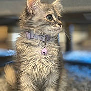 Lady joined the competition — help win amazing prizes! kitten, cat, feline, pet, collar, bell, fluffy, gray, curious, indoor, carpet, soft, young, cute, animal, domestic, whiskers, ears, sitting, portrait