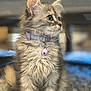 kitten, cat, feline, pet, collar, bell, fluffy, gray, curious, indoor, carpet, soft, young, cute, animal, domestic, whiskers, ears, sitting, portrait