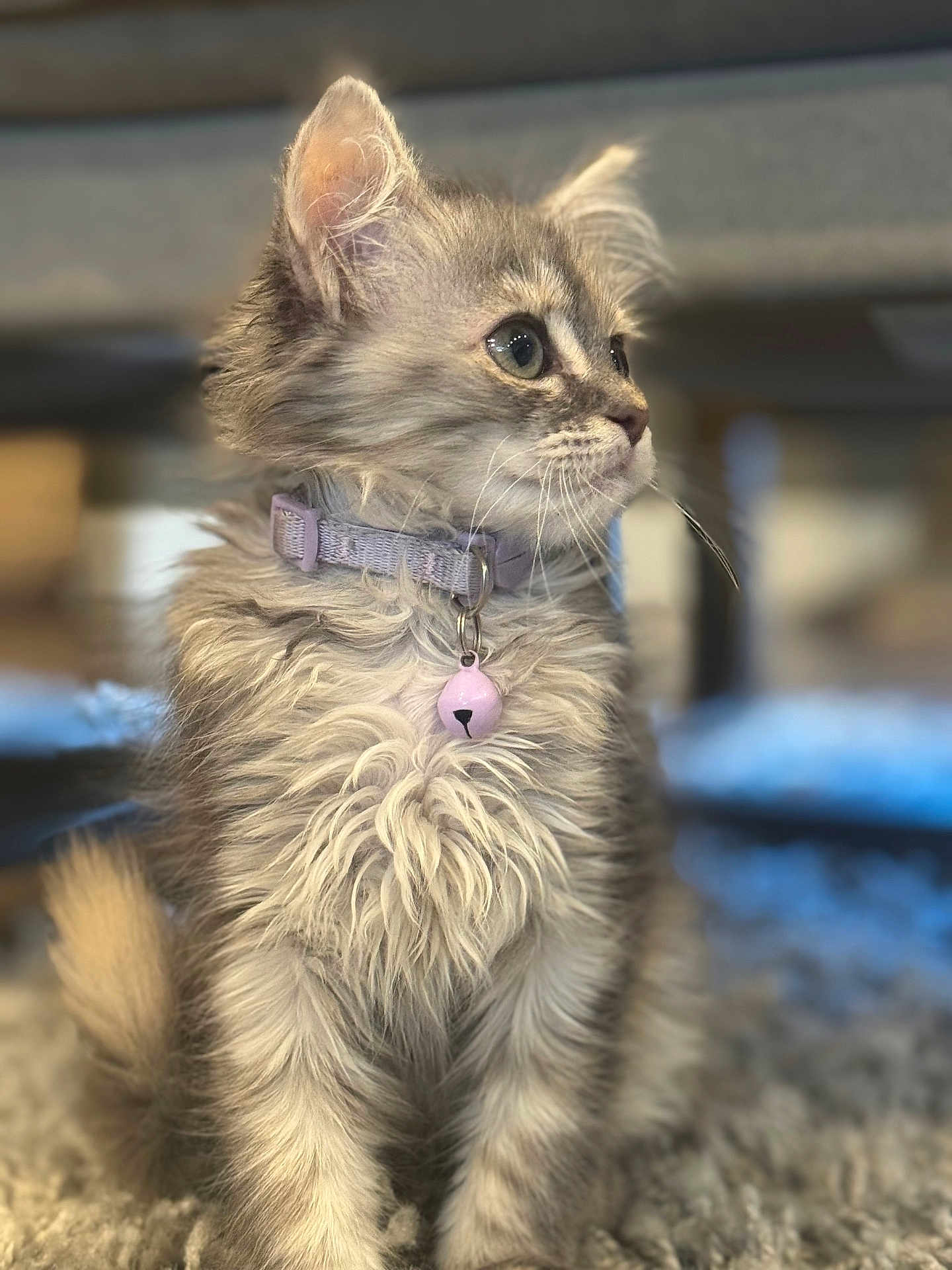 Lady joined the competition — help win amazing prizes! kitten, cat, feline, pet, collar, bell, fluffy, gray, curious, indoor, carpet, soft, young, cute, animal, domestic, whiskers, ears, sitting, portrait