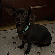 Luna joined the competition — help win amazing prizes! dog, small_dog, black_dog, pet, collar, indoor, floor_mat, paw_print, wooden_furniture, curious, sitting, animal, domestic_animal, cute, ears, close_up, companion, household, canine, portrait