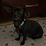 dog, small_dog, black_dog, pet, collar, indoor, floor_mat, paw_print, wooden_furniture, curious, sitting, animal, domestic_animal, cute, ears, close_up, companion, household, canine, portrait