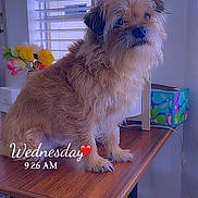 Lil Pup joined the competition — help win amazing prizes! dog, table, wooden_table, flowers, window_blinds, indoor, pet, fur, small_dog, timestamp, day_overlay, colorful_box, books, cozy, cute, animal, home, decor, natural_light, sitting