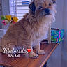 dog, table, wooden_table, flowers, window_blinds, indoor, pet, fur, small_dog, timestamp, day_overlay, colorful_box, books, cozy, cute, animal, home, decor, natural_light, sitting