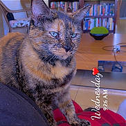 Maribel is registered to the contest to win money with this photo: cat, tortoiseshell_cat, pet, indoor, living_room, coffee_table, bookshelf, books, furniture, floor, human_lap, foot, text_overlay, heart_emoji, cozy, wooden_table, green_bowl, cage, chair, relaxed